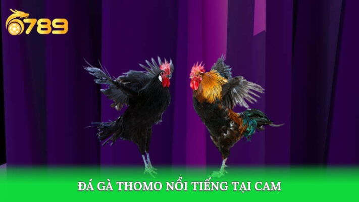 Trường đá gà thomo nổi tiếng tại cam