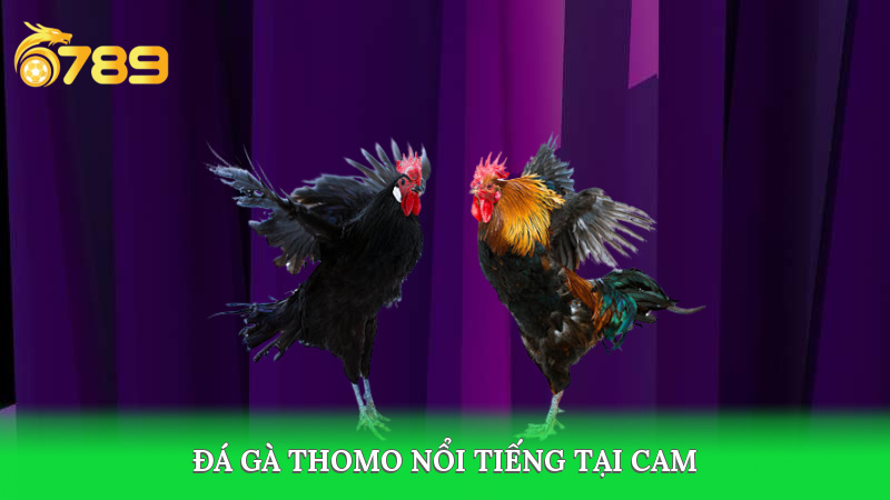 Trường đá gà thomo nổi tiếng tại cam